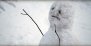 náhled The Snowman - Blu-ray