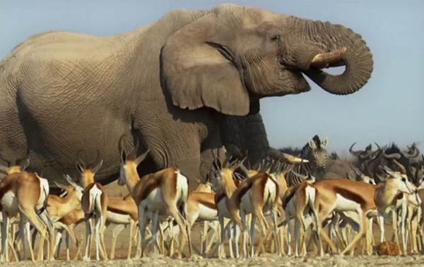 detail Zázračná planeta II & Modrá planeta II Boxset - UHD Blu-ray + Blu-ray (bez CZ)