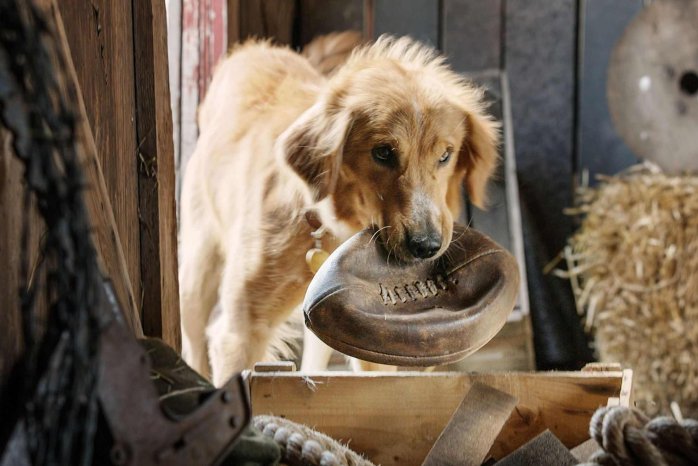 detail Psí poslání - DVD