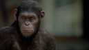 preview Rise of the Planet of the Apes - DVD