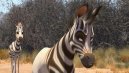 preview Khumba - DVD